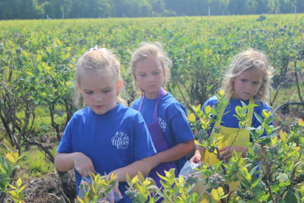 Florida’s Favorite U-Pick Blueberry Farm