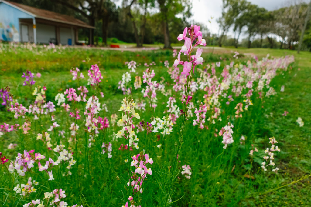 Ever After Farms U-Pick Flower Farm