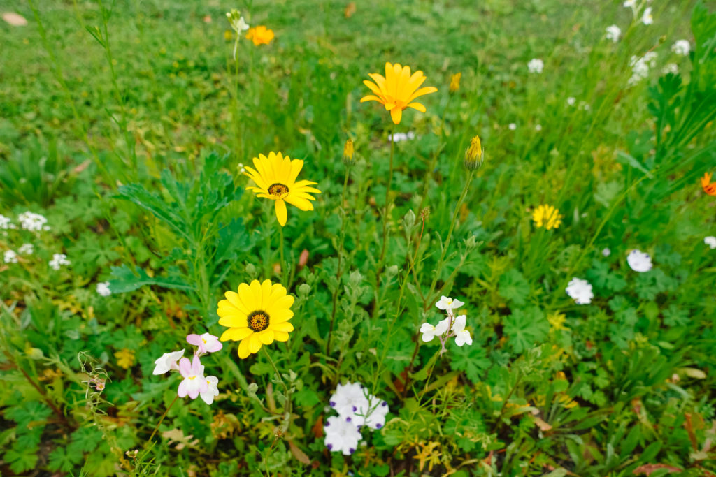 Ever After Farms U-Pick Flower Farm