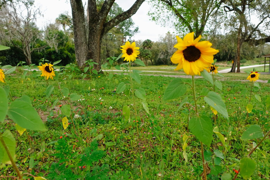 Ever After Farms U-Pick Flower Farm