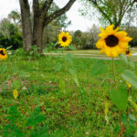 Ever After Farms U-Pick Flower Arrangement Class