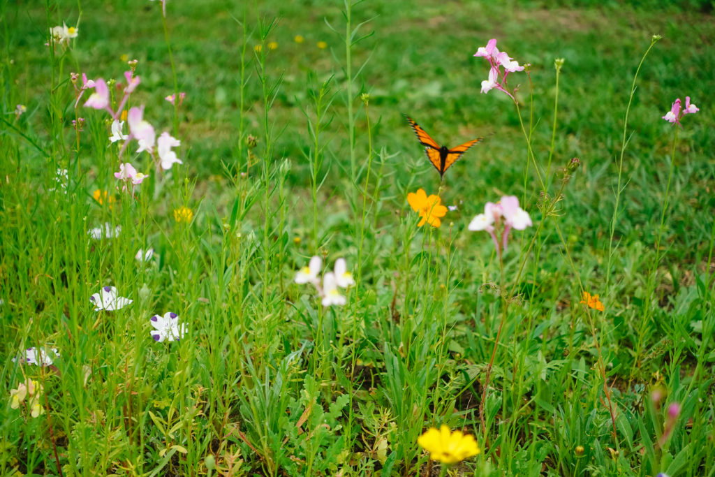 Ever After Farms U-Pick Flower Farm