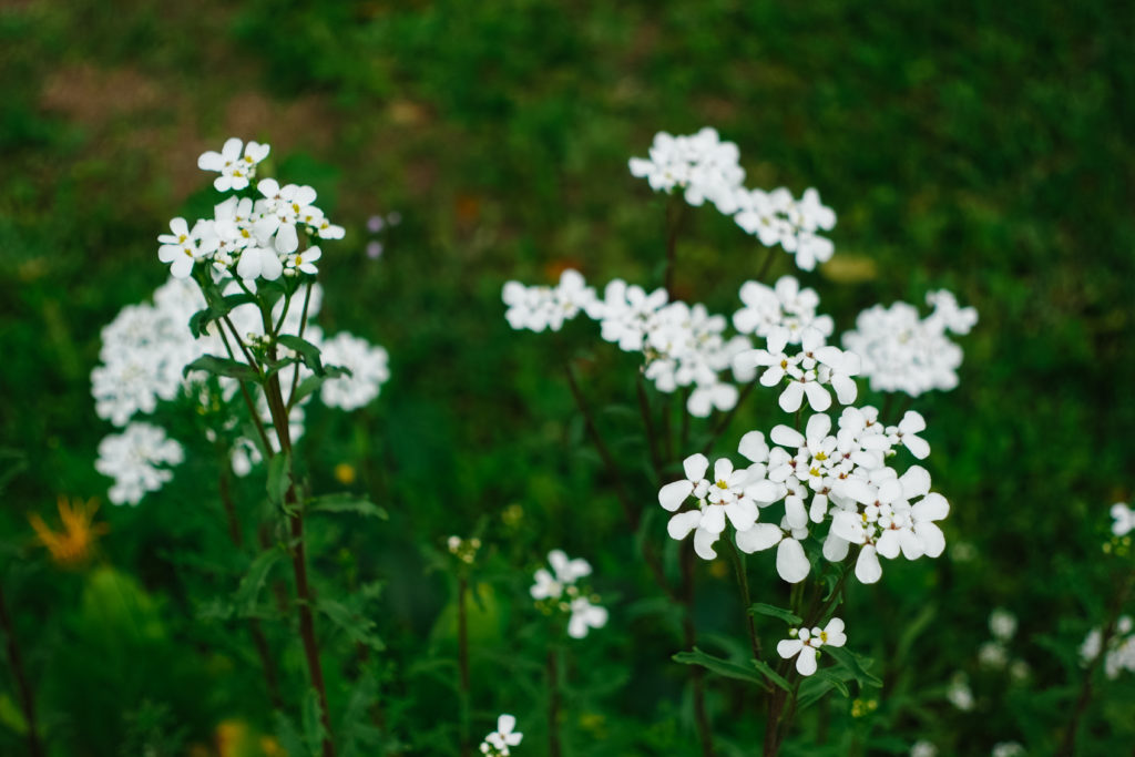 Ever After Farms U-Pick Flower Farm