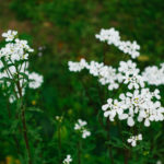 Ever After Farms U-Pick Flower Arrangement Class