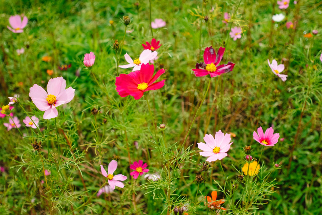 Ever After Farms U-Pick Flower Farm