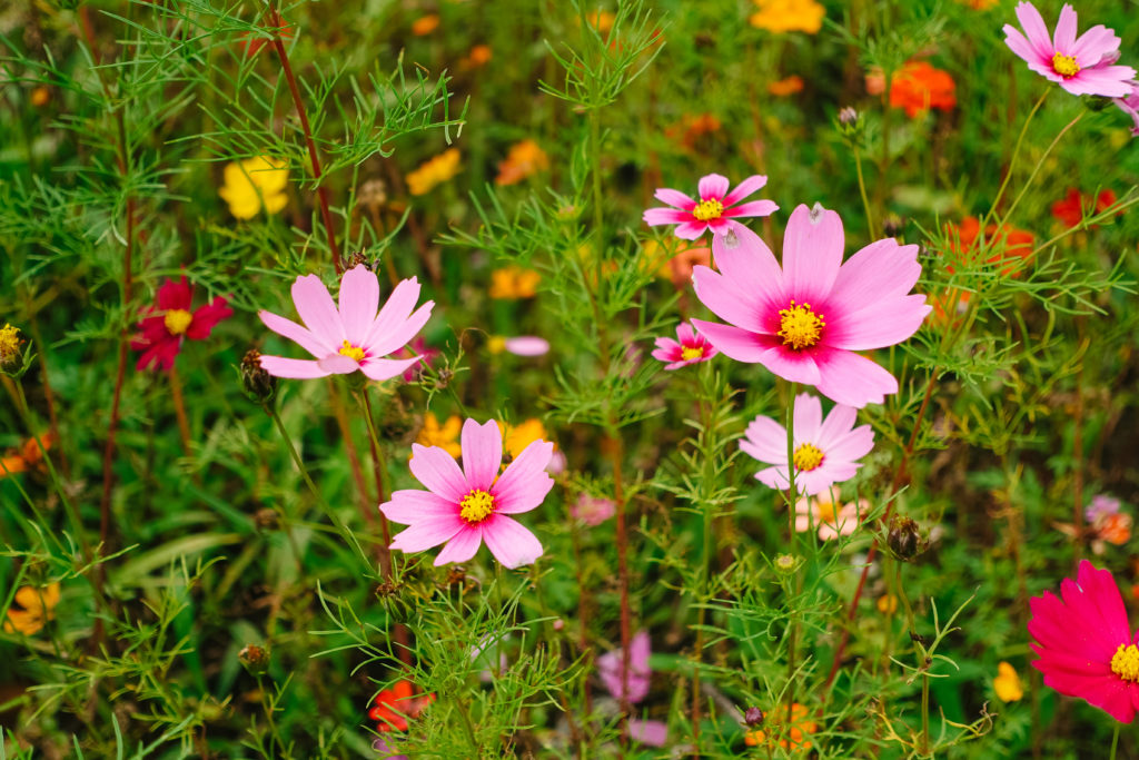 Ever After Farms U-Pick Flower Farm