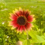 Pick Your Own Flowers