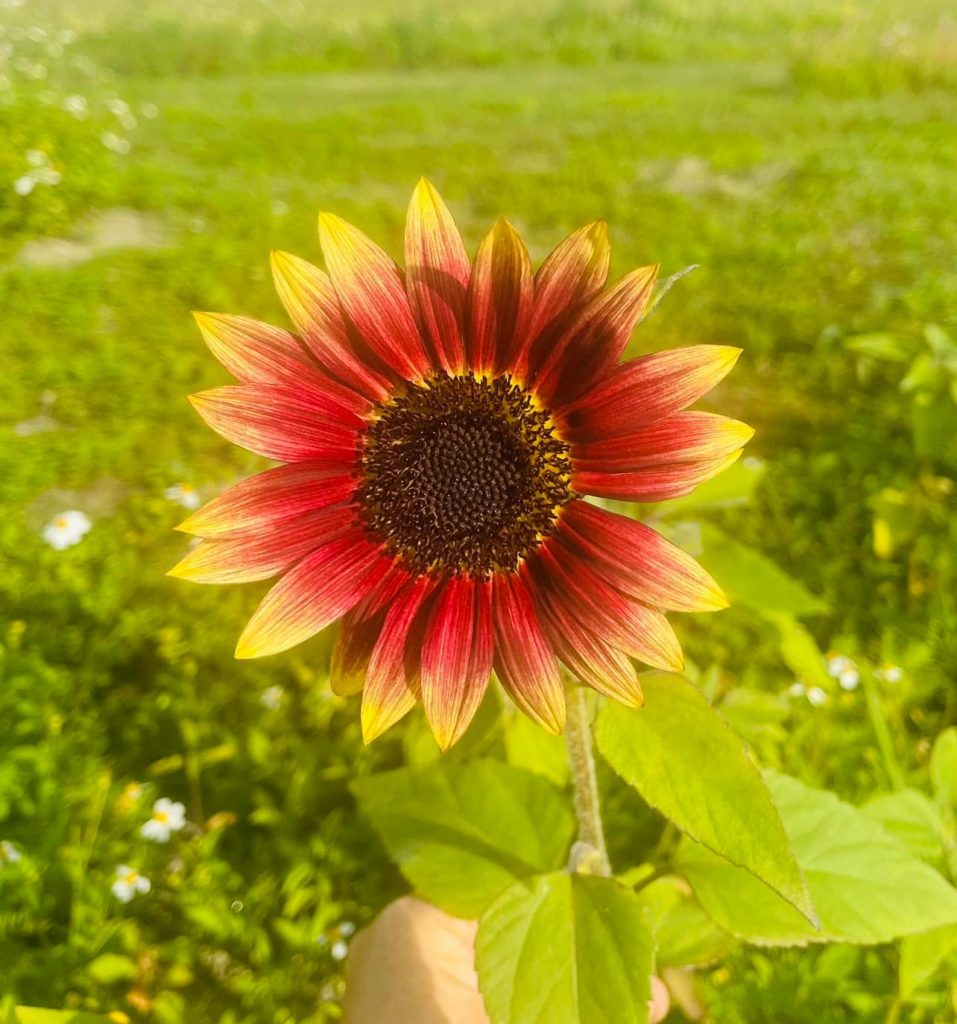 Ever After Farms U-Pick Flower Farm