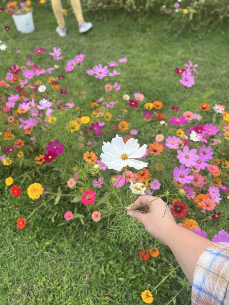 Ever After Farms U-Pick Flower Farm